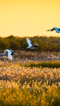 At dusk the shadows of cranes return to the woods