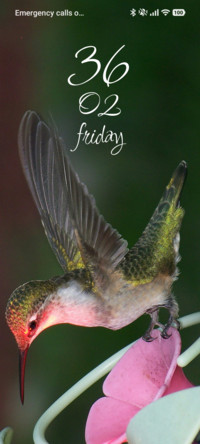 Pink Flutter