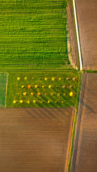 Fresh green field