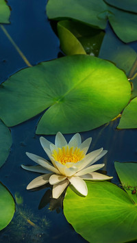 Lotus in summer