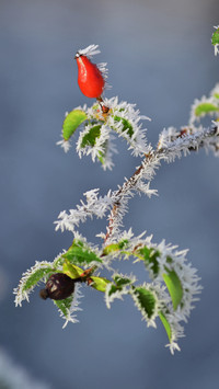 Winter plants
