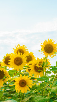 The vow to walk towards the sun
