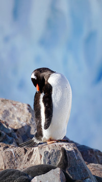 The secret of the whitebrowed penguin