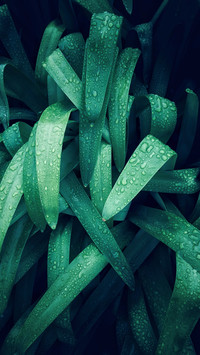 Drops and Green Leaves