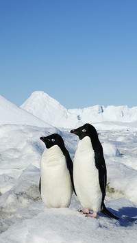 Lovely Penguins on Snow