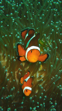 The most beautiful tropical fish 72