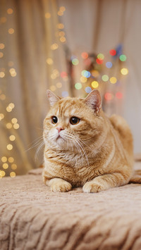 Cute Cat at Home