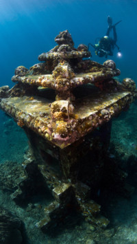Marine Life (10)