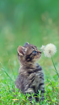 Little Kitten Sniffing Dandelion