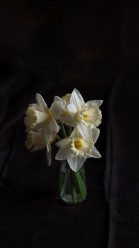 Bouquet of white blossom daffodils on the black background