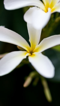 Flowers and Plants (24)