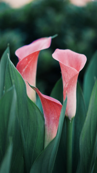 Flowers and Plants (26)