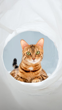 A Funny Face of a Bengal Cat