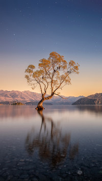Wanaka Tree in the water with reflection during sunrise