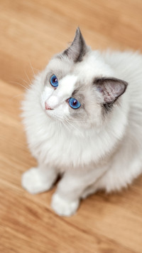 Suitable for domestic cats 10