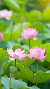 夏季荷花-拍信图库