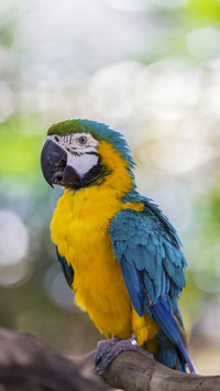 Blue and Gold Macaw