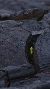 A Hawaiian Seedling's Growth Journal