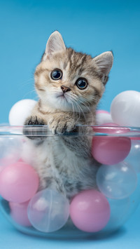 How to choose healthy cats 3