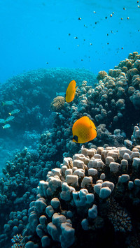 Man Diving in the Sea off Indonesia