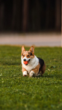 Dog corgi in a flower wreath on the lawn in the park