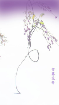 紫藤花开
