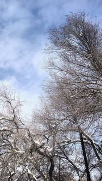 Snow Falls on Withered Branches in an Ink Painting