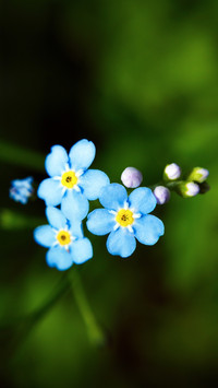 Fresh and natural wildflowers