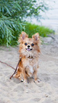 How to take dogs out in hot weather 8