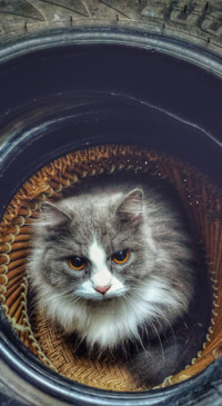 Cute Animals (38)