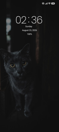 Silver Tabby