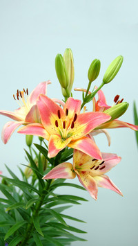 百合花美功效大