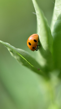 ladybug (6)