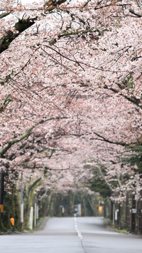 cherry blossom
