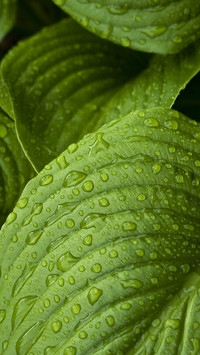 india-rainforest
