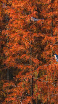 Egrets roost in the dawn redwood forest
