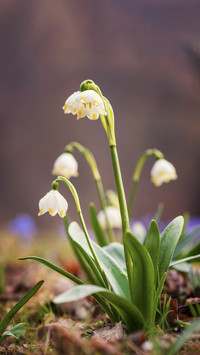 White Spring Snowflake Flowers Leucojum Vernum