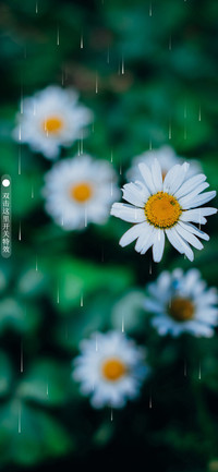 雏菊 春意