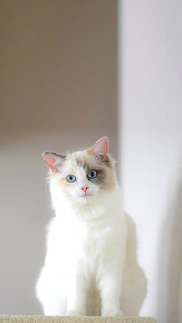 White Ragdoll cat