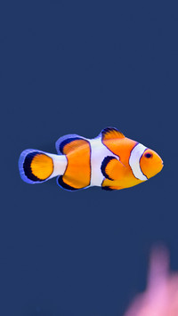 How to choose pet fish for children 4
