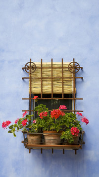 Iron window grille with potted geraniums on facade