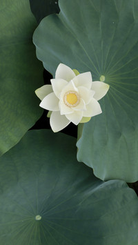 Dancing lotus with beautiful shadows fragrant in the