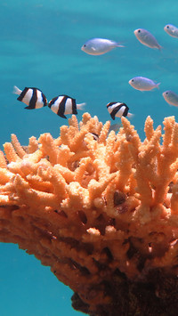 New Caledonia tropical marine fish special
