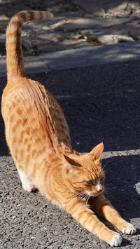 A lazy little cat