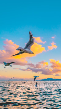 Seagulls fly over the water surface of the lake