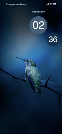 Blue Bird
