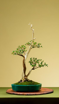 Unique Bonsai Design 49