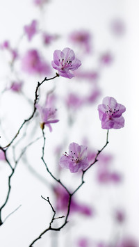 Pink Flowers