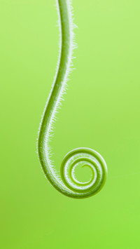 A Stem
