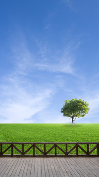 Lonely Tree